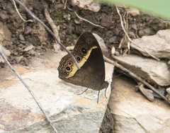 Mycalesis mynois