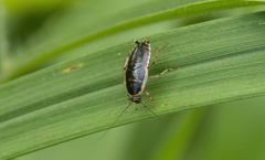 Lobopterella dimidiatipes