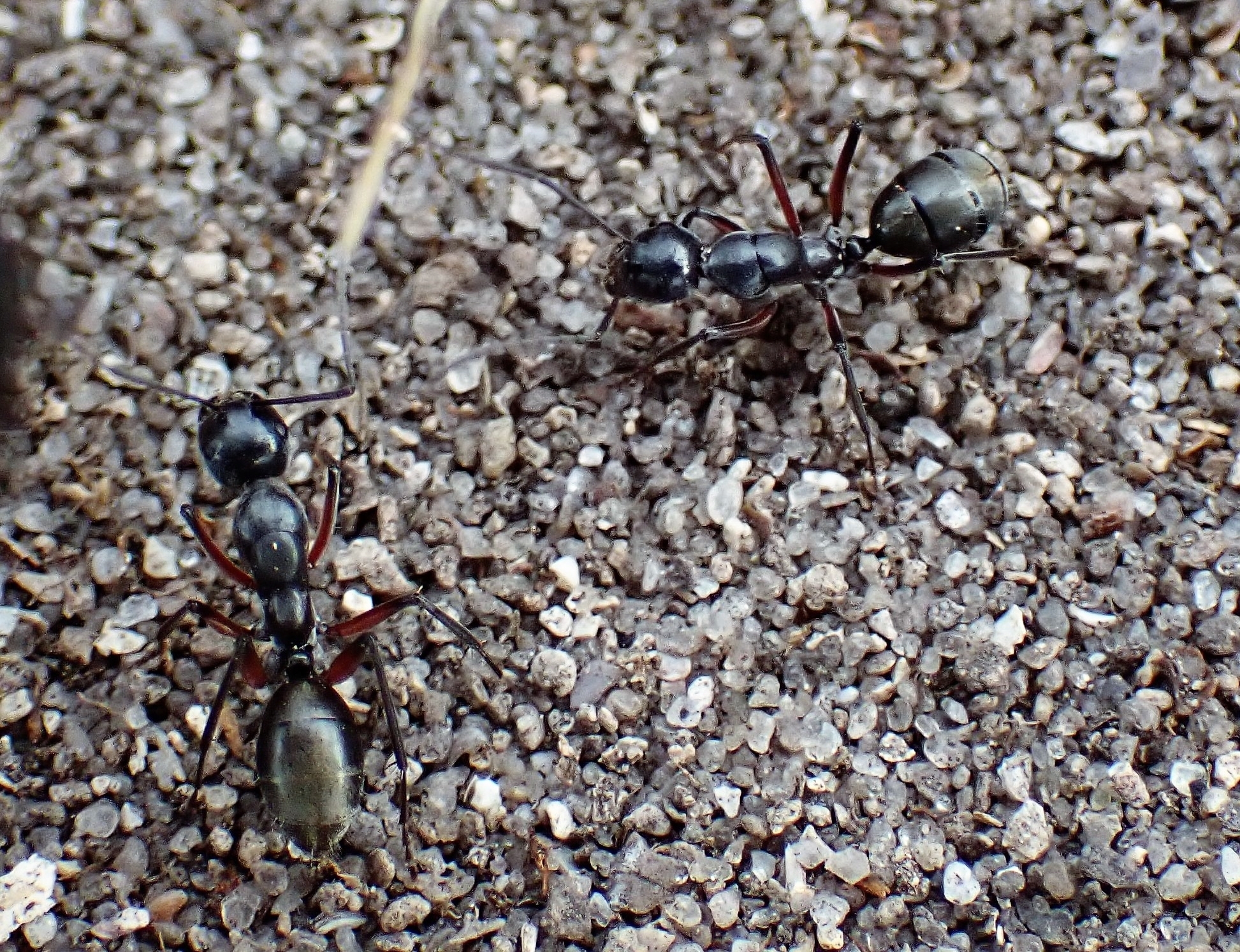 Camponotus ceriseipes