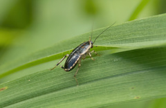 Lobopterella dimidiatipes