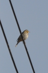 Anthus hodgsoni