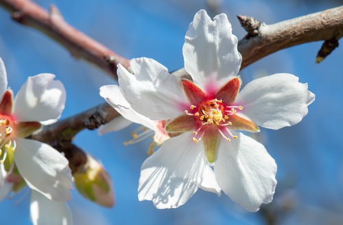 Mandelbaum (Prunus amygdalus): Herkunft und Verwendung — Foto 1