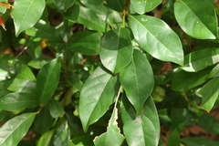 Cryptocarya macdonaldii