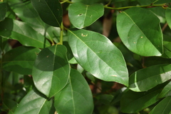 Cryptocarya macdonaldii