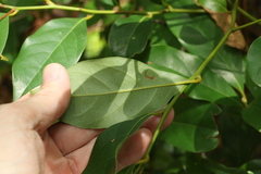 Cryptocarya macdonaldii