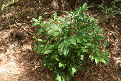 Cryptocarya macdonaldii