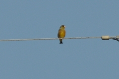 Chloris sinica