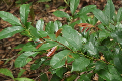 Cryptocarya macdonaldii