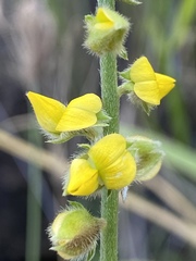 Crotalaria brevis