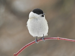 Poecile palustris