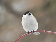 Poecile palustris