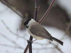 Poecile palustris