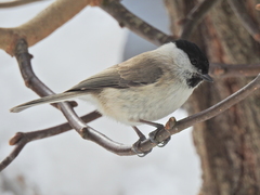 Poecile palustris