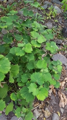 Magnoliopsida