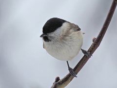 Poecile palustris