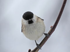 Poecile palustris