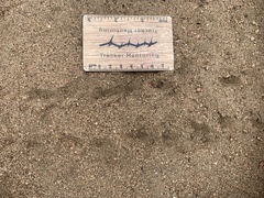 Stigmochelys pardalis