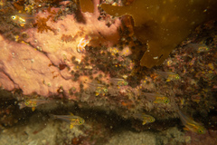 Pempheris adspersa