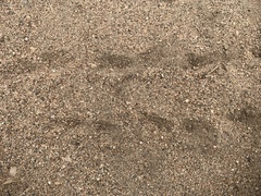 Stigmochelys pardalis