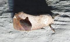 Westermannia oediplaga