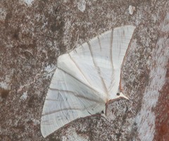 Ourapteryx picticaudata