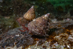 Micrelenchus purpureus