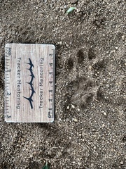 Chlorocebus pygerythrus