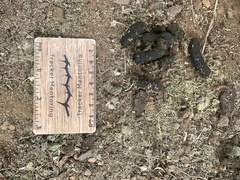 Alopochen aegyptiaca