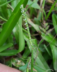 Paspalum nutans