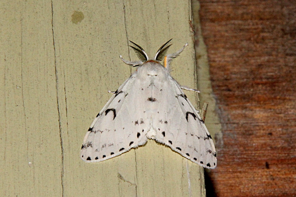 Lymantria binotata