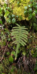 Polypodiodes amoena