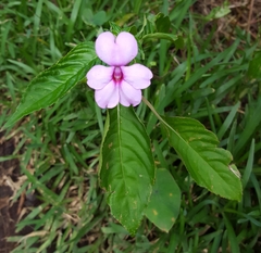 Impatiens flaccida