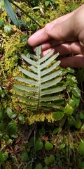 Polypodiodes amoena