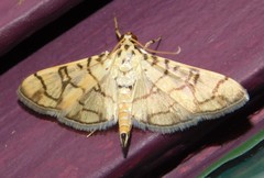 Pardomima