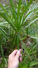 Cyperus alternifolius flabelliformis