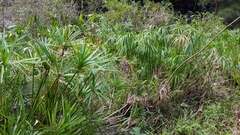 Cyperus alternifolius flabelliformis