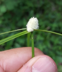 Cyperus