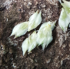 Cyperus