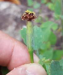 Porophyllum ruderale