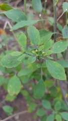 Porophyllum ruderale