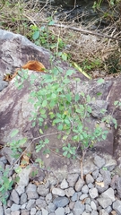 Porophyllum ruderale