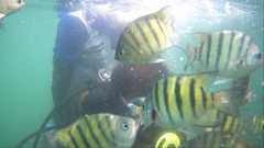 Abudefduf bengalensis