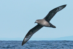 Pterodroma solandri