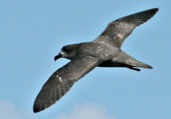 Pterodroma solandri