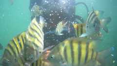 Abudefduf bengalensis