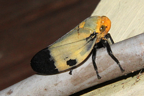Giant Malagasy Raintree Spittlebug