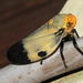 Giant Malagasy Raintree Spittlebug - Photo (c) Pete Woodall, some rights reserved (CC BY-NC), uploaded by Pete Woodall