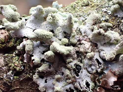 Powdered Loop Lichen
