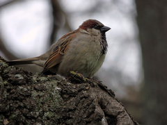 Passer domesticus