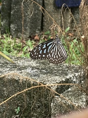 Ideopsis vulgaris macrina